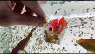 Image result for Feeding Goldfish