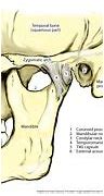 Image result for Mandibular Fossa Anatomy