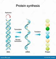 Image result for DNA RNA in MS