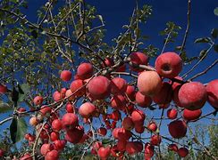 Image result for Apple Orchards in Kashmir