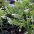 Image result for helleborus_lividus