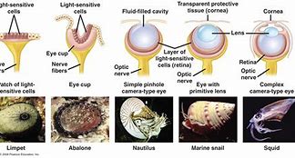 Image result for Mollusc Eye