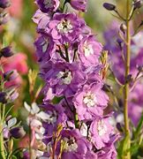 Bildergebnis für Delphinium magic fountain Lilac Rose/White Bee