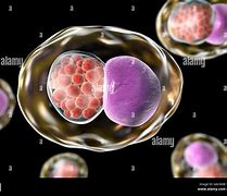Image result for Chlamydia Molecular Structure