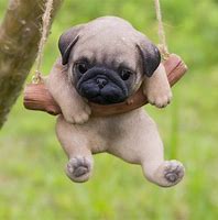 Image result for Dogs Pug Cute