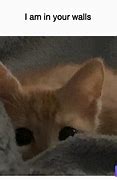 Image result for Wall Cat Meme