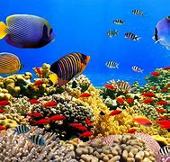 Image result for Free Underwater Screensavers