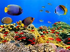 Image result for Undersea Wallpaper