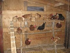 Image result for Chicken Roosting Box