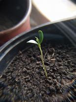 Image result for Apple Seedling Leaf