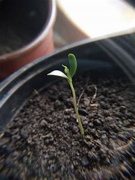 Image result for Apple Seedling