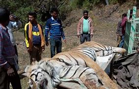 Image result for Tiger Fading Away to Death