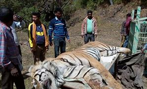 Image result for Tiger Killed for Meat