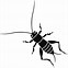 Image result for Cute Cartoon Cricket Insect