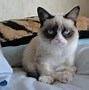 Image result for Cat Mood Chart