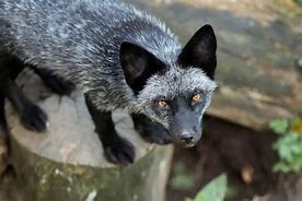 Image result for Fox Fur Colors