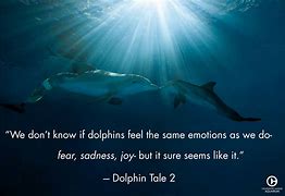 Image result for Bottlenose Dolphin Quotes