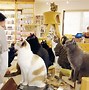 Image result for Cat Cafe Tokyo Japan