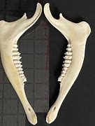 Image result for Deer Jaw Bone