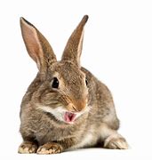 Image result for Front-Facing Rabbit