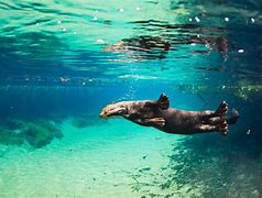 Image result for River Otter Webbed Feet
