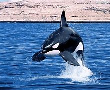 Image result for orca