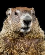 Image result for Black Groundhog