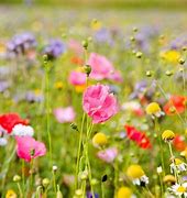 Image result for Spring Wildflowers UK