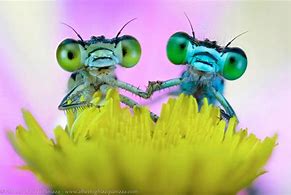 Image result for Alberto Ghizzi Panizza