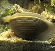 Image result for Freshwater Burrowing Clam