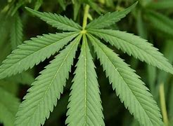 Image result for Real Weed