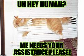 Image result for Need Assistance Meme