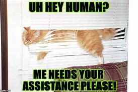 Image result for I Need Your Help Meme