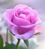 Image result for Rose Pictures/Images