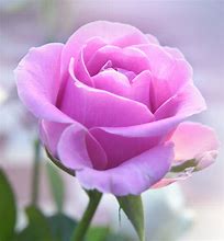 Image result for Pink Rose Pic