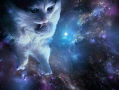 Image result for Galaxy Glasses Cat