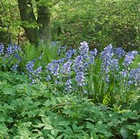 Image result for Hyacinthoides hispanica Excelsior