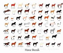 Image result for Horse Breed Identification