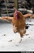 Image result for Funny Coq