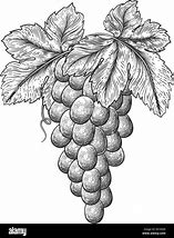 Image result for Grapevine Diseases