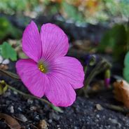 Image result for Oxalis bowiei