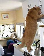 Image result for The World's Biggest Cat