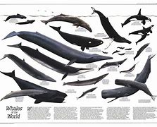 Image result for Whale Size Chart