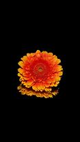 Image result for iPhone 8 Wallpaper Flowers