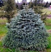 Image result for Picea pungens Scottie