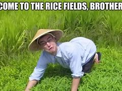 Image result for Funny Girl in Rice Field