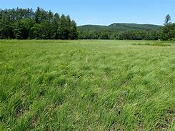 Image result for Sedge Meadow
