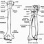 Image result for Basic Human Skeleton Labeled