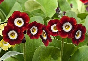 Image result for Primula auricula Dales Red