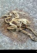 Image result for Dead and Rotting